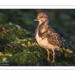 Tournepierre à collier (Arenaria interpres, Ruddy Turnstone)