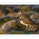 Tournepierre à collier (Arenaria interpres, Ruddy Turnstone)