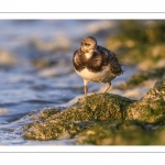 Tournepierre à collier (Arenaria interpres, Ruddy Turnstone)