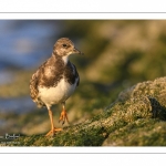 Tournepierre à collier (Arenaria interpres, Ruddy Turnstone)