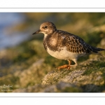 Tournepierre à collier (Arenaria interpres, Ruddy Turnstone)