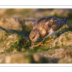 Tournepierre à collier (Arenaria interpres, Ruddy Turnstone)