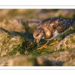 Tournepierre à collier (Arenaria interpres, Ruddy Turnstone)