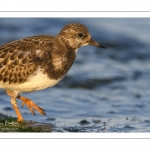 Tournepierre à collier (Arenaria interpres, Ruddy Turnstone)