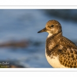 Tournepierre à collier (Arenaria interpres, Ruddy Turnstone)