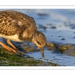 Tournepierre à collier (Arenaria interpres, Ruddy Turnstone)