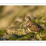 Tournepierre à collier (Arenaria interpres, Ruddy Turnstone)