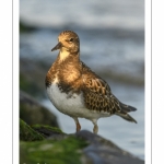 Tournepierre à collier (Arenaria interpres, Ruddy Turnstone)