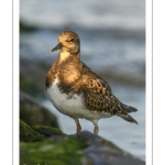 Tournepierre à collier (Arenaria interpres, Ruddy Turnstone)