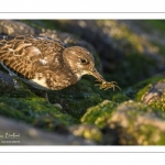 Tournepierre à collier (Arenaria interpres, Ruddy Turnstone)