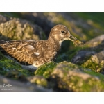 Tournepierre à collier (Arenaria interpres, Ruddy Turnstone)