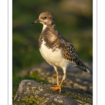 Tournepierre à collier (Arenaria interpres, Ruddy Turnstone)