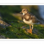 Tournepierre à collier (Arenaria interpres, Ruddy Turnstone)