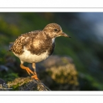 Tournepierre à collier (Arenaria interpres, Ruddy Turnstone)