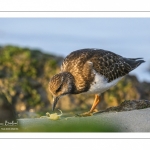 Tournepierre à collier (Arenaria interpres, Ruddy Turnstone)