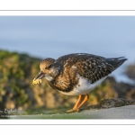 Tournepierre à collier (Arenaria interpres, Ruddy Turnstone)