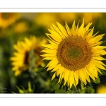 Champ de tournesols près de Saint-Valery-sur-Somme