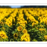 Champ de tournesols près de Saint-Valery-sur-Somme