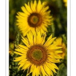 Champ de tournesols près de Saint-Valery-sur-Somme