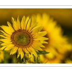 Champ de tournesols près de Saint-Valery-sur-Somme