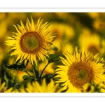 Champ de tournesols près de Saint-Valery-sur-Somme