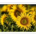 Champ de tournesols près de Saint-Valery-sur-Somme