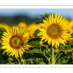 Champ de tournesols près de Saint-Valery-sur-Somme