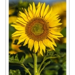 Champ de tournesols près de Saint-Valery-sur-Somme