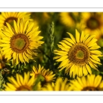 Champ de tournesols près de Saint-Valery-sur-Somme