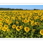 Champ de tournesols près de Saint-Valery-sur-Somme