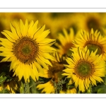 Champ de tournesols près de Saint-Valery-sur-Somme