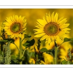 Champ de tournesols près de Saint-Valery-sur-Somme