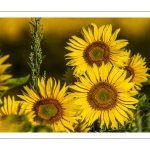 Champ de tournesols près de Saint-Valery-sur-Somme