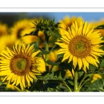 Champ de tournesols près de Saint-Valery-sur-Somme