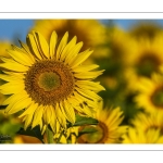 Champ de tournesols près de Saint-Valery-sur-Somme