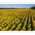 Champ de tournesols près de Saint-Valery-sur-Somme