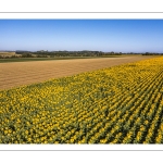 Champ de tournesols près de Saint-Valery-sur-Somme