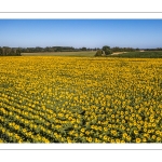 Champ de tournesols près de Saint-Valery-sur-Somme