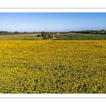 Champ de tournesols près de Saint-Valery-sur-Somme