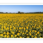 Champ de tournesols près de Saint-Valery-sur-Somme