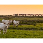 Le petit train de la baie de Somme