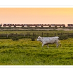 Le petit train de la baie de Somme