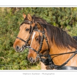 Chaque annÃ©e Ã  l'automne, une grande manifestation est organisÃ©e autour du cheval Henson, race crÃ©Ã©e en Baie de Somme. Les cavaliers de la rÃ©gion viennent et emÃ¨nent le troupeau de juments et de poulains depuis le parc du Marquenterre jusqu'Ã  Saint-Quentin-en-Tourmont oÃ¹ juments et poulains seront sÃ©parÃ©s. Saison : Automne - Lieu : Saint-Quentin-en-Tourmont, Baie de Somme, Somme, Picardie, France