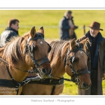 Chaque annÃ©e Ã  l'automne, une grande manifestation est organisÃ©e autour du cheval Henson, race crÃ©Ã©e en Baie de Somme. Les cavaliers de la rÃ©gion viennent et emÃ¨nent le troupeau de juments et de poulains depuis le parc du Marquenterre jusqu'Ã  Saint-Quentin-en-Tourmont oÃ¹ juments et poulains seront sÃ©parÃ©s. Saison : Automne - Lieu : Saint-Quentin-en-Tourmont, Baie de Somme, Somme, Picardie, France