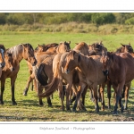 Chaque annÃ©e Ã  l'automne, une grande manifestation est organisÃ©e autour du cheval Henson, race crÃ©Ã©e en Baie de Somme. Les cavaliers de la rÃ©gion viennent et emÃ¨nent le troupeau de juments et de poulains depuis le parc du Marquenterre jusqu'Ã  Saint-Quentin-en-Tourmont oÃ¹ juments et poulains seront sÃ©parÃ©s. Saison : Automne - Lieu : Saint-Quentin-en-Tourmont, Baie de Somme, Somme, Picardie, France