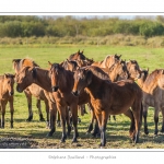 Chaque annÃ©e Ã  l'automne, une grande manifestation est organisÃ©e autour du cheval Henson, race crÃ©Ã©e en Baie de Somme. Les cavaliers de la rÃ©gion viennent et emÃ¨nent le troupeau de juments et de poulains depuis le parc du Marquenterre jusqu'Ã  Saint-Quentin-en-Tourmont oÃ¹ juments et poulains seront sÃ©parÃ©s. Saison : Automne - Lieu : Saint-Quentin-en-Tourmont, Baie de Somme, Somme, Picardie, France