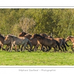 Chaque annÃ©e Ã  l'automne, une grande manifestation est organisÃ©e autour du cheval Henson, race crÃ©Ã©e en Baie de Somme. Les cavaliers de la rÃ©gion viennent et emÃ¨nent le troupeau de juments et de poulains depuis le parc du Marquenterre jusqu'Ã  Saint-Quentin-en-Tourmont oÃ¹ juments et poulains seront sÃ©parÃ©s. Saison : Automne - Lieu : Saint-Quentin-en-Tourmont, Baie de Somme, Somme, Picardie, France