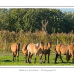 Chaque annÃ©e Ã  l'automne, une grande manifestation est organisÃ©e autour du cheval Henson, race crÃ©Ã©e en Baie de Somme. Les cavaliers de la rÃ©gion viennent et emÃ¨nent le troupeau de juments et de poulains depuis le parc du Marquenterre jusqu'Ã  Saint-Quentin-en-Tourmont oÃ¹ juments et poulains seront sÃ©parÃ©s. Saison : Automne - Lieu : Saint-Quentin-en-Tourmont, Baie de Somme, Somme, Picardie, France