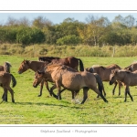 Chaque annÃ©e Ã  l'automne, une grande manifestation est organisÃ©e autour du cheval Henson, race crÃ©Ã©e en Baie de Somme. Les cavaliers de la rÃ©gion viennent et emÃ¨nent le troupeau de juments et de poulains depuis le parc du Marquenterre jusqu'Ã  Saint-Quentin-en-Tourmont oÃ¹ juments et poulains seront sÃ©parÃ©s. Saison : Automne - Lieu : Saint-Quentin-en-Tourmont, Baie de Somme, Somme, Picardie, France