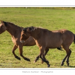 Chaque annÃ©e Ã  l'automne, une grande manifestation est organisÃ©e autour du cheval Henson, race crÃ©Ã©e en Baie de Somme. Les cavaliers de la rÃ©gion viennent et emÃ¨nent le troupeau de juments et de poulains depuis le parc du Marquenterre jusqu'Ã  Saint-Quentin-en-Tourmont oÃ¹ juments et poulains seront sÃ©parÃ©s. Saison : Automne - Lieu : Saint-Quentin-en-Tourmont, Baie de Somme, Somme, Picardie, France